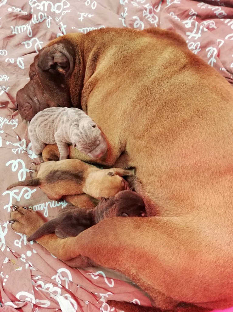 Twenties Time - Shar Pei - Portée née le 19/05/2019