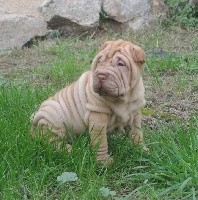 Twenties Time - Shar Pei - Portée née le 18/08/2020