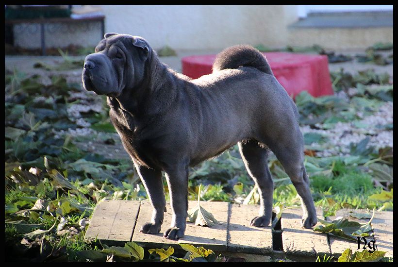 Twenties Time Padam padam jolie môme