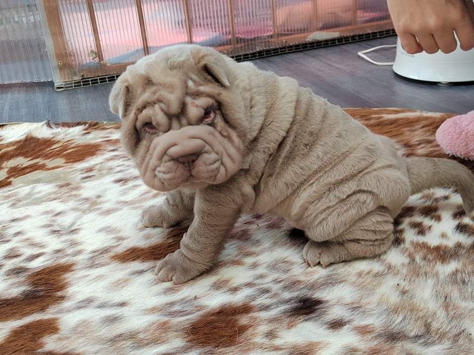 Twenties Time - Shar Pei - Portée née le 22/12/2021