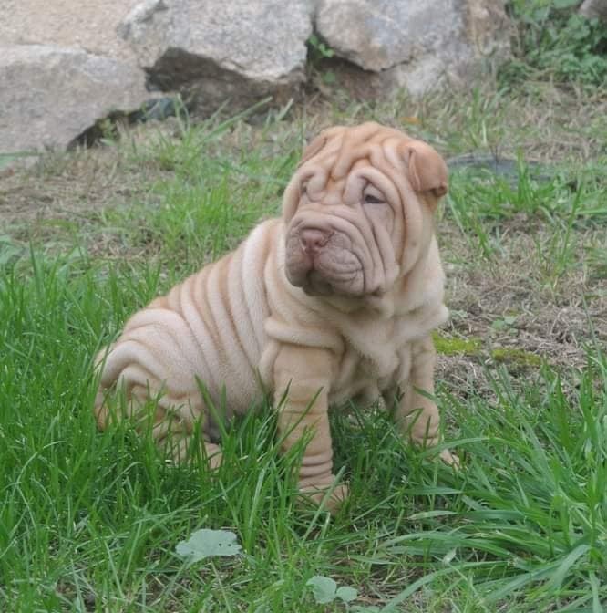 Twenties Time - Shar Pei - Portée née le 18/08/2020